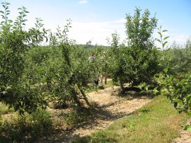 Orchard Path